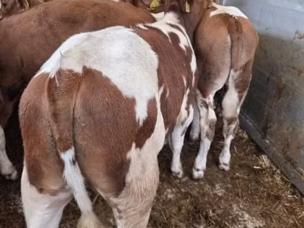 Bull, Simmental cattle