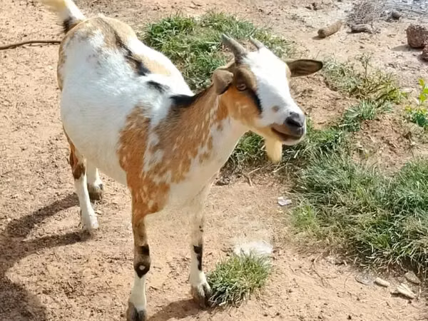 Mbuzi (kikundi, jinsia haijatajwa), Mbuzi