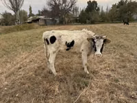 Ng'ombe jike, Ala-Tau breed — picha 6