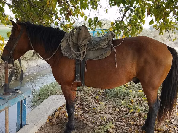 حصان, Azerbaijan horse