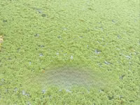 Fresh Green Azolla — picha 1