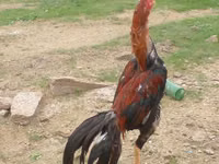 Chickens — picha 1