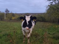 Kuh, Russian Black pied cattle — Foto 1