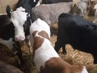 Bovinos (lote, sexo no especificado), Simmental cattle — foto 6