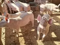 Pigs (batch, sex not specified) — photo 3