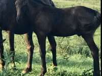 Farasi dume, Rocky Mountain Horse — picha 1