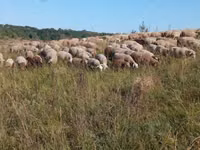 Kondoo jike, Precoce sheep — picha 1