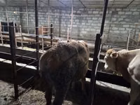 Bull, Red-spotted breed — photo 5