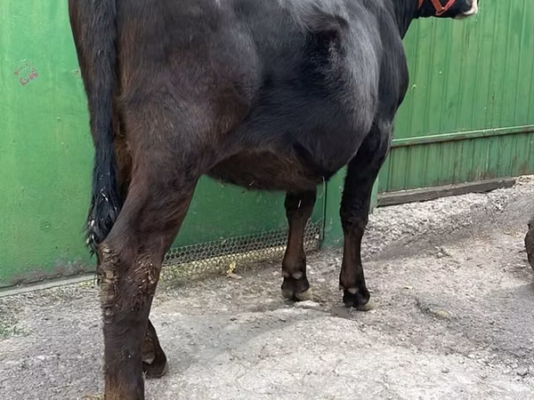 Ng'ombe jike, Ala-Tau breed