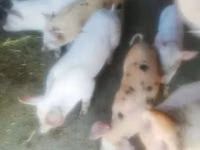 Sow, Pigs — photo 1