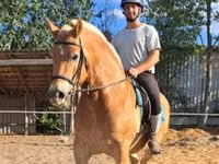 Farasi dume, Haflinger — picha 4