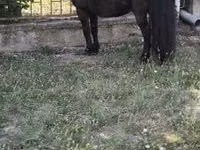 公马, Australian Pony — 照片 2