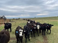Bovinos (lote, sexo no especificado), Aberdeen-Angus — foto 4