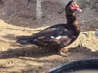 Ducks — Foto 1