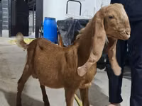 Ziegenbock, Kamori goats — Foto 1