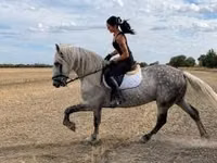 Farasi dume, Andalusian horse — picha 3