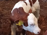 Ng'ombe (kikundi, jinsia haijatajwa), Simmental cattle — picha 2
