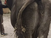 Ng'ombe jike, Ala-Tau breed — picha 8