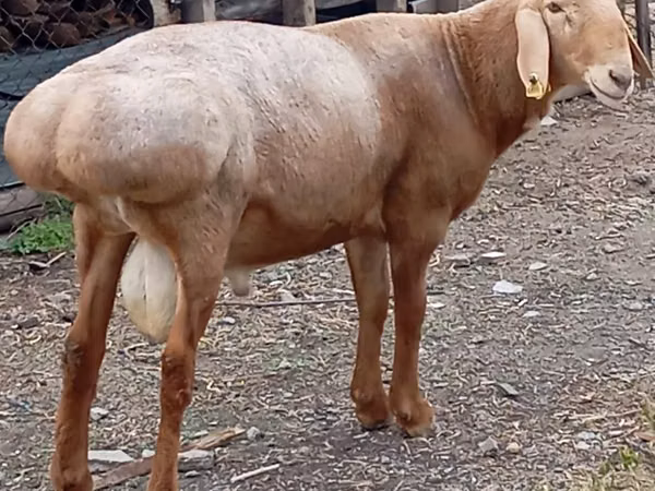 Dume la kondoo, Arashan sheep