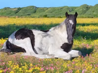 Farasi dume, American paint horse — picha 2