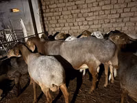 公羊, Rhon sheep — 照片 6
