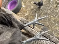 Chickens — फ़ोटो 2