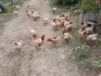 Chickens — الصورة 2