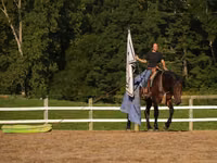 Hengst, Racking Horse — Foto 7