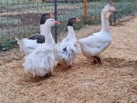 Geese — الصورة 5