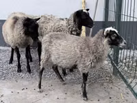 公羊, Hissar sheep — 照片 1