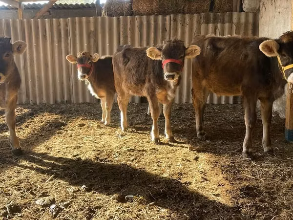 Ng'ombe jike, Swiss cattle