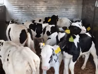 Cattle (batch, sex not specified), Russian Black pied cattle — photo 2