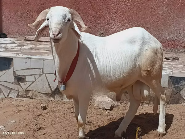 Dume la kondoo, Kondoo