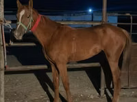 母马, Kazakh horse — 照片 2