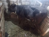 Kuh, Simmental cattle — Foto 4
