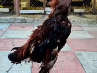 Chickens — 照片 1