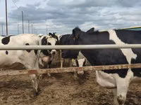 Cow, Russian Black pied cattle — photo 2