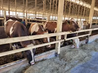 母牛, Simmental cattle — 照片 1