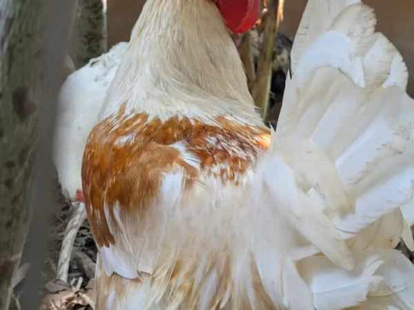 Chickens