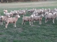 भेड़, Ile-de-France sheep — फ़ोटो 3