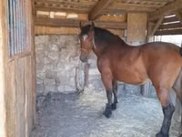 Farasi jike, Međimurje horse — picha 3
