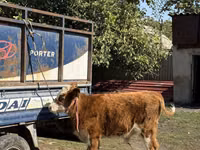Bull, Simmental cattle — photo 3