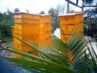 Langstroth Hives. — 照片 3