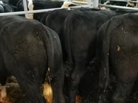 Bovinos (lote, sexo no especificado), Hereford — foto 2