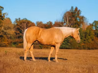 Farasi dume, Quarter Horse — picha 6