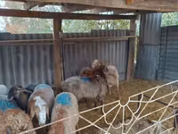 Widder, Rhon sheep — Foto 2