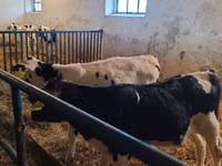 Ng'ombe dume, Russian Black pied cattle — picha 3