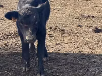 Bull, Aberdeen-Angus — photo 2
