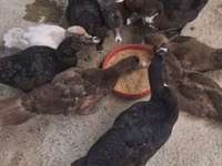 Chickens — picha 2