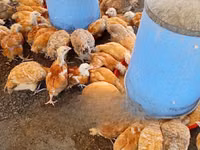 Chickens — Foto 1